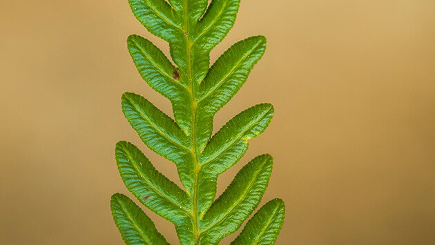 Macro Focus Stacking